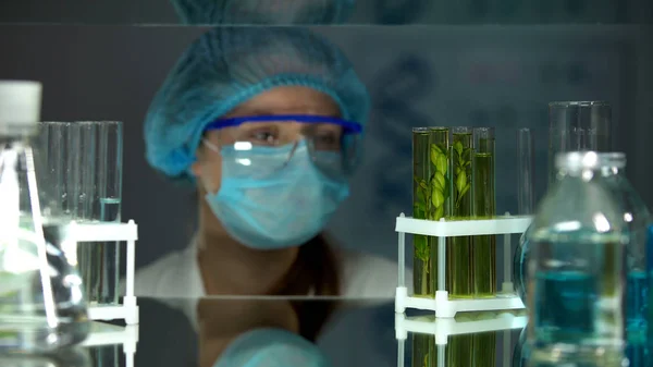 Científico Observando Crecimiento Plantas Verdes Tubos Ensayo Experimento Biológico —  Fotos de Stock
