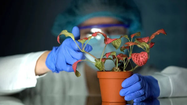 Biotechnologe Injiziert Testflüssigkeit Topf Mit Pflanze Studie Zur Einwirkung Von — Stockfoto