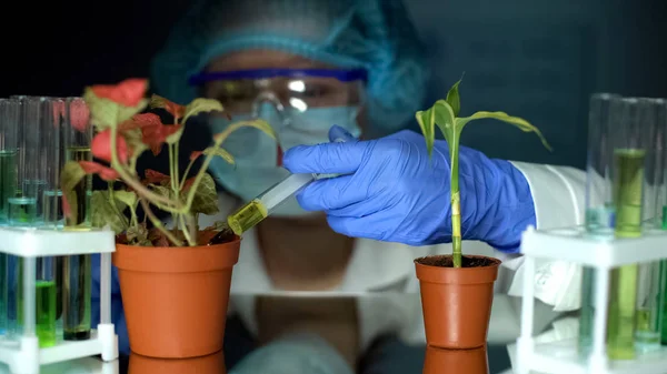 Laborassistentin Injiziert Dünger Genetisches Züchtungsexperiment Von Fittonia Pflanzen — Stockfoto