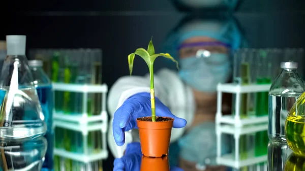 Biolog Posiadający Zieloną Roślinę Kukurydzianą Badając Wzrost Warunkach Laboratoryjnych — Zdjęcie stockowe