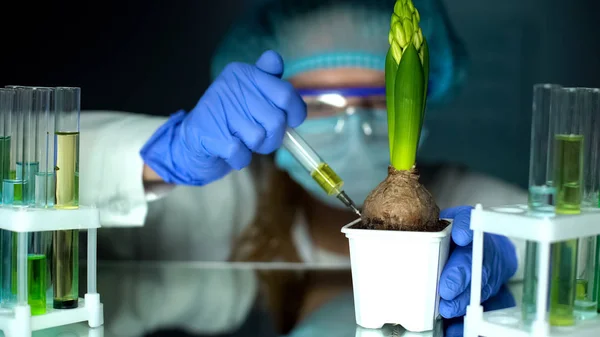 Onderzoeker Injecteren Testvloeistof Hyacint Genetische Fokkerij Van Nieuwe Soort — Stockfoto