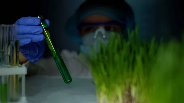 Laboratório Comparando Planta Tubo Ensaio Amostra Trigo Verde Experimento — Fotografia de Stock