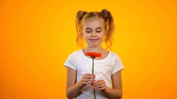 Чарівна Школярка Дивиться Квітку Гербери Посміхається Подарунок День Народження — стокове фото