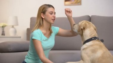 Housepet sahibi öğretim retriever köpek komutları, hayvan disiplini performans