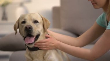 Kadın evcil hayvan sahibi güzel labrador retriever köpek en iyi arkadaş, hayvan bakımı okşayarak