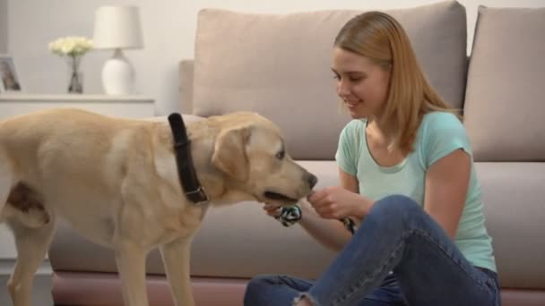 Mujer jugando con lindo perro labrador con juguete para mascotas, animal doméstico, mejor amigo — Vídeo de stock