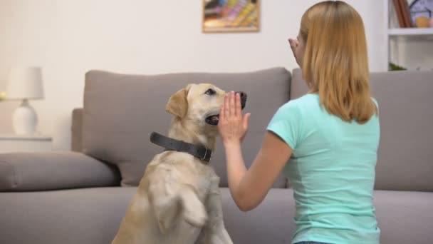 Alegre dueño de mascotas enseñando comandos de perro, dando alabanza y chisporroteo de comida, cinnología — Vídeo de stock