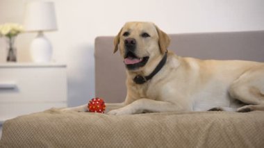 Küçük evcil hayvan topu oyuncak, eğlenceli hayvan yakınında kanepeüzerinde yatan güzel retriever köpek