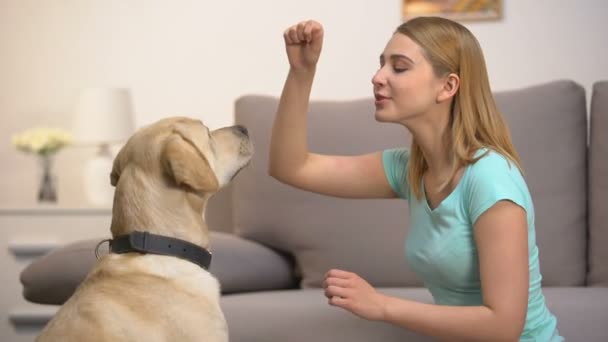 Happy woman training dog and giving food, teaching pet to bark, discipline — Stock Video