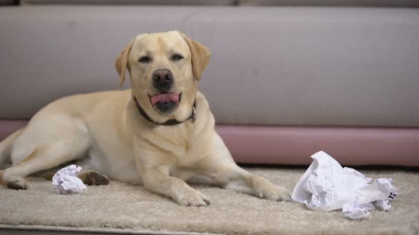 Divertido perro labrador retriever acostado cerca de papel roto, mascota de casa de mal comportamiento — Vídeo de stock