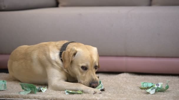 Perro labrador desobediente masticando billetes en euros, acostado en el suelo, mal comportamiento de las mascotas — Vídeos de Stock