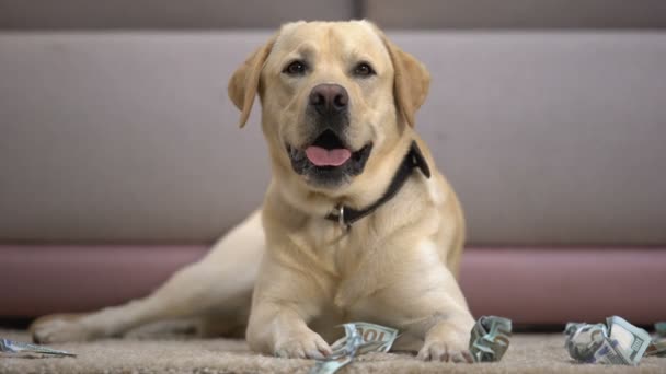 Zabawny pies rozebrany leżący w pobliżu rozdarty banknotów dolara, dom zwierzę źle zachowuje — Wideo stockowe