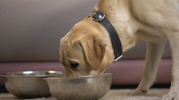 Água potável de cão de raça pura sedenta de tigela de estimação, equipamento de alimentação animal — Vídeo de Stock