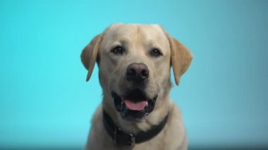 Mavi arka plan, labrador retriever pet karşı poz Sevimli safkan köpek