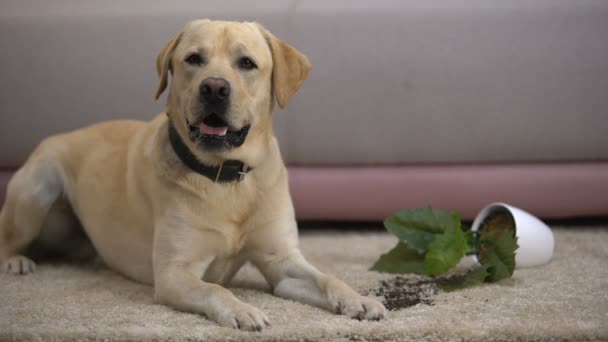 壊れた鉢植えの近くに横たわっている面白いラブラドールレトリバー犬、ペットの不正行為 — ストック動画