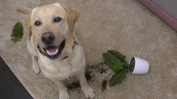 Odisciplinerade pedigirighet hund sitter nära trasiga krukväxter tittar in i kameran — Stockvideo