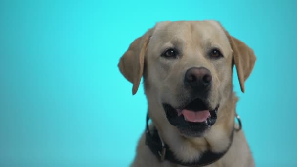 Mano femenina acariciando hermoso perro pedigreed en el centro de adopción, mejor amigo — Vídeo de stock