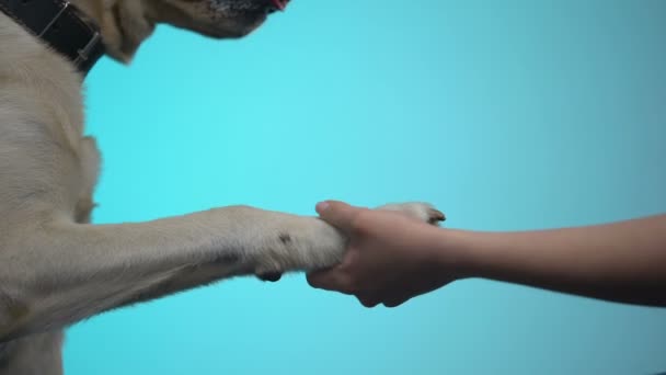 La mano femenina sostiene la pata del perro contra el fondo azul, ayuda al programa de voluntarios para mascotas — Vídeo de stock