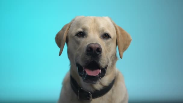 Niedlicher Vollblut-Hund posiert vor blauem Hintergrund, Labrador-Retriever-Haustier — Stockvideo