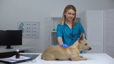 Klinik hastalık tedavisinde evcil hayvan kontrolü öncesi köpek okşayarak genç veteriner uzmanı