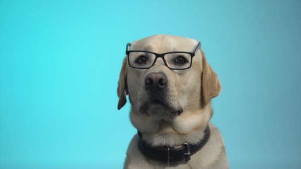 Cão pedigreed engraçado em óculos posando na câmera, dona de casa inteligente, publicidade — Vídeo de Stock