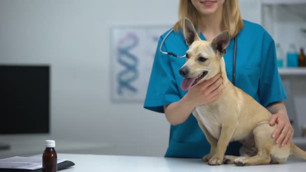 Профессиональная женщина-ветеринар гладит маленькую собаку, обследование в клинике животных — стоковое видео