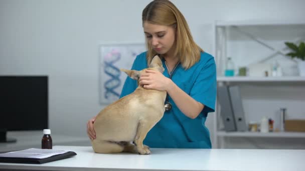 Добрый ветеринар гладит смешную собаку на осмотре в клинике для животных, заботливый персонал — стоковое видео