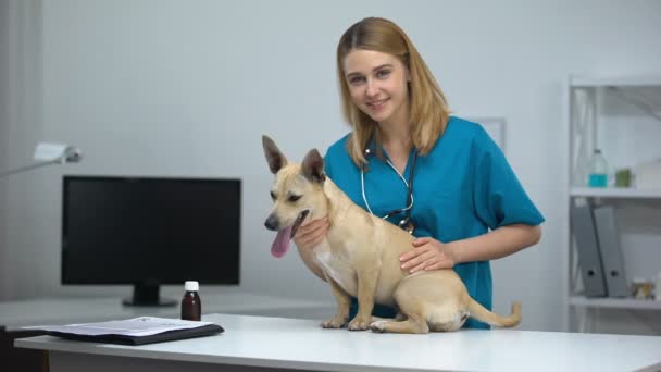 Veterinário feminino com estetoscópio acariciando bonito cão exame clínico animal — Vídeo de Stock