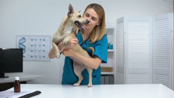 Sorridente veterinario medico accarezzando cane sorridente alla clinica veterinaria, pet check-up di salute — Video Stock