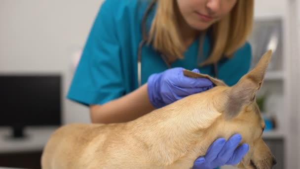 Vrouwelijke dierenarts die honden oren controleert, hygiënische procedure, ziektepreventie — Stockvideo