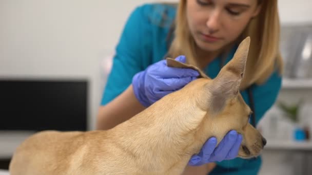 Дружелюбная женщина-ветеринар, проверяющая уши собаки — стоковое видео