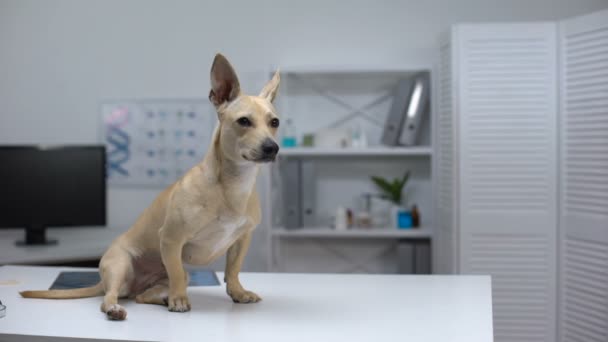 Perro asustado sentado en la mesa de la clínica animal, esperando el examen veterinario — Vídeos de Stock