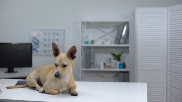 Cão triste com orelhas grandes deitado na mesa da clínica veterinária, exame de saúde animal — Vídeo de Stock