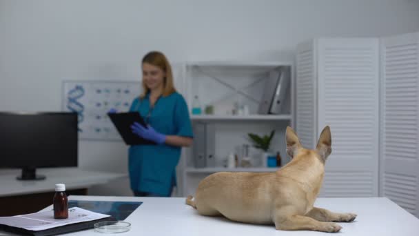 Забавная бездомная собака лежит на столе в приюте для животных, заполняет регистрационную форму ветеринара — стоковое видео