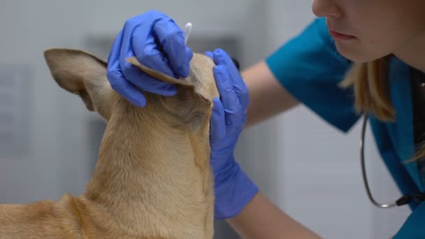 Профессиональный специалист по чистке собачьих ушей с помощью ватного тампона, гигиенической процедуры — стоковое видео