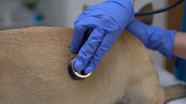 Veteriner terapist hayvan kliniğinde stetoskop ile köpek muayene, evcil hayvan sağlığı