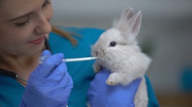 Pipet, antibiyotik veya anthelmintic ilaçlar ile tavşan ilaçları veren Veteriner