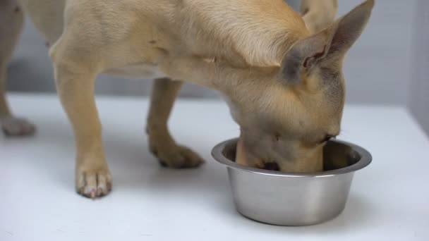 Hambriento perro sin hogar codiciosamente comer alimentos de cuenco, cuidado del refugio de animales, ayuda — Vídeos de Stock