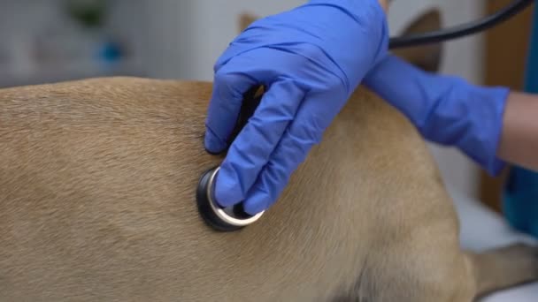 Veterinario terapeuta examinando perro con estetoscopio en clínica animal, cuidado de la salud de mascotas — Vídeo de stock