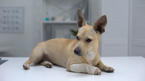 Geblesseerd hond met verpakt paw liggend op dier kliniek tafel, eerste hulp voor huisdieren — Stockvideo