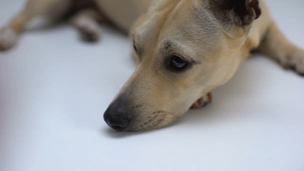 Alimentação feminina cão triste sem-teto da mão, cuidados de abrigo animal, ajuda animal de estimação social — Vídeo de Stock