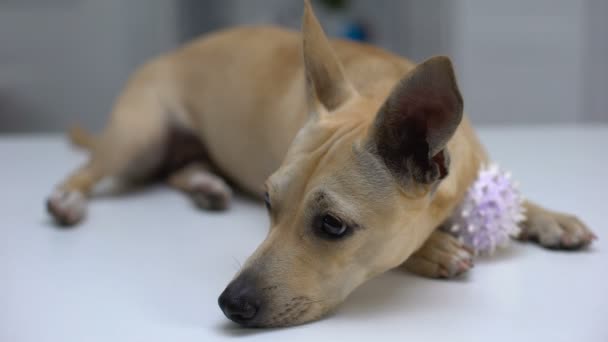 Собака с игрушкой для мяча лежит на столе, ждет будущего владельца в приюте для животных — стоковое видео