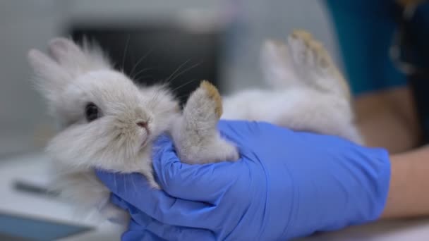 Vet examining rabbit foot for sprains, diagnostics of pododermatitis, arthritis — Stock Video
