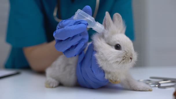 수의사가 토끼 귀에 약을 떨어 뜨리고, 진송기 치료, 청소 절차 — 비디오