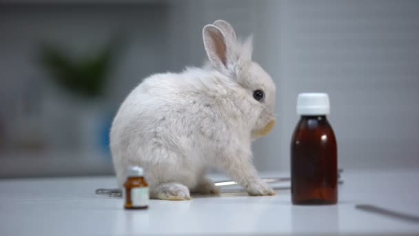 Adorable rabbit sniffing medicine bottles, vaccine development for animals — Stock Video