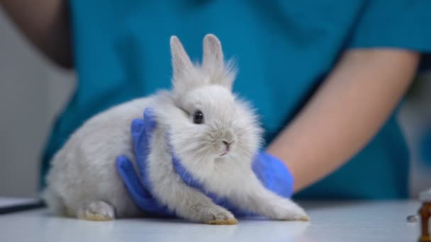 Tierarzt gibt Kaninchen Handspritze, Haustierimpfung gegen Tollwut, Tetanus — Stockvideo