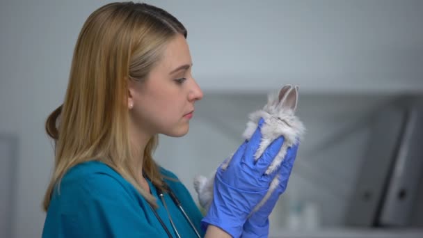 Veterinaria femenina examinando piel de conejo y estómago, chequeo físico completo de mascotas — Vídeos de Stock