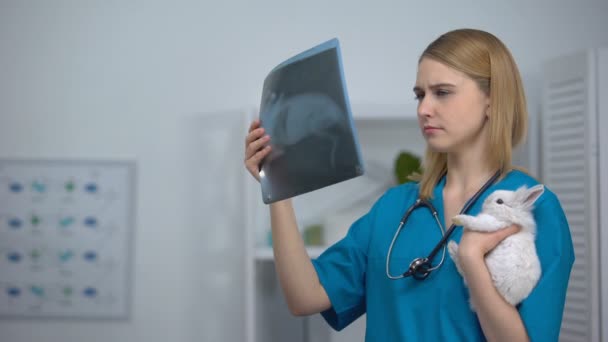 Veterinaria femenina con conejo que mira rayos X, diagnóstico de tumores, examen de tórax — Vídeos de Stock