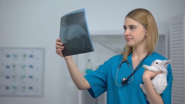 Állatorvost tartó nyuszi keres elégedett x ray, örvendezve behajtása kisállat — Stock videók