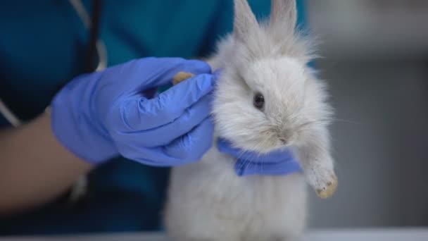 Vet undersöker Bunny fot för skada, söka sår, pododermatit symtom — Stockvideo